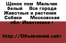 Щенок пом. Мальчик белый  - Все города Животные и растения » Собаки   . Московская обл.,Ивантеевка г.